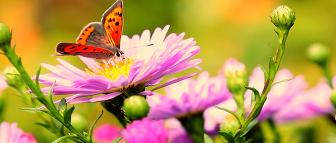 Agence ERA Immo du Parc Marseille