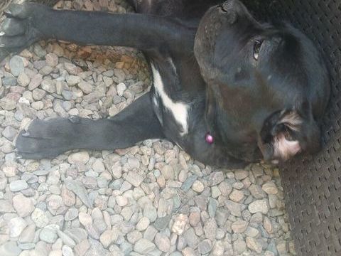 Chiots cane corso 700 70500 Vitrey-sur-mance