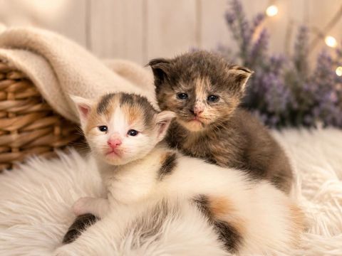 Chatons Maine Coon LOOF ? Lign&eacute;es prestigieuse 1500 13100 Aix-en-provence