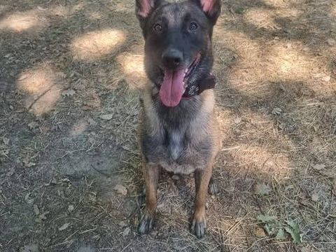 Chien TAO &agrave; l adoption 210 30200 Bagnols-sur-c�ze