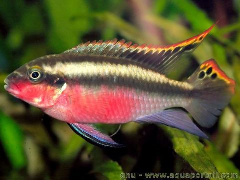 Mat&eacute;riel pour  aquarium 3 57360 Amn�ville