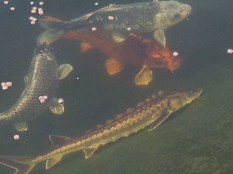 Poisson et plante d'ornement. 50 29200 Brest