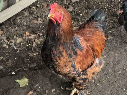 Coq brahmas 0 31800 Saint-gaudens