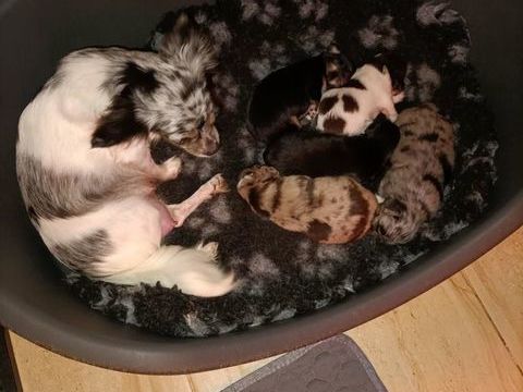 Magnifique chiot chihuahua poil long 850 60400 Noyon