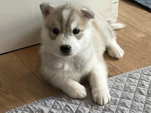 Chiots Husky Sib&eacute;rien non LOF 950 78700 Conflans-sainte-honorine