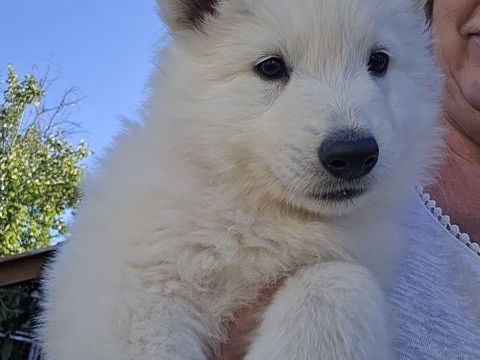 Chiot Berger Blanc suisse 1500 37600 Loches