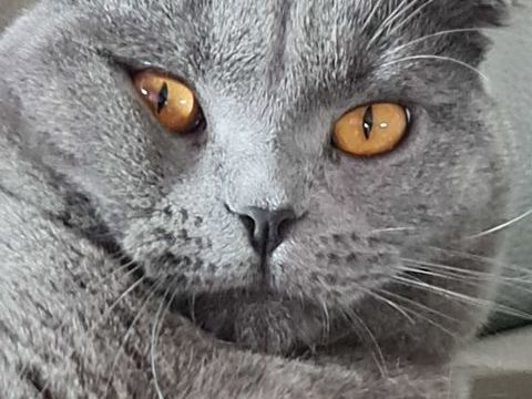 CHAT male POUR SAIL    400 euro Tel.. 300 26260 Saint-donat-sur-l'herbasse