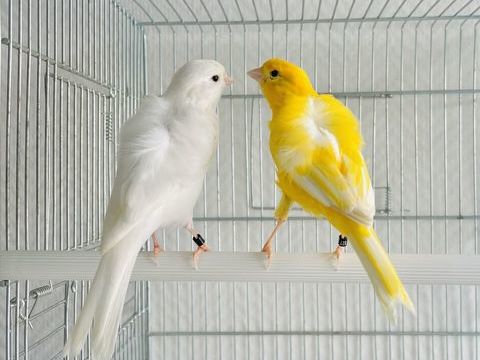 Belles S&eacute;lections De Canaris Adultes Pr&egrave;s &Agrave; Reproduire 39 94450 Limeil-br�vannes