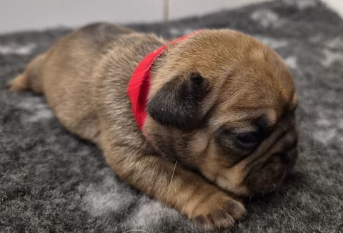 A reserver magnifiques chiots bouledogue francais 950 12240 Colombiès