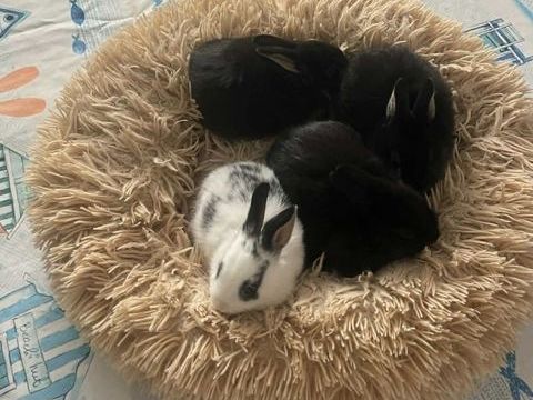 lapins extras nains 50 83000 Toulon