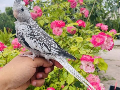 Tr&egrave;s Belles Perruches Calopsitte EAM BIEN APPRIVOIS&Eacute;ES 2025 149 94450 Limeil-br�vannes