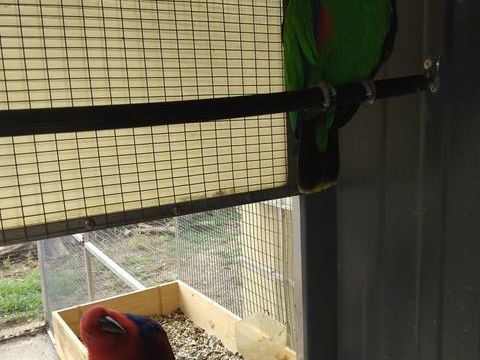 Couple eclectus 2022 2021 1000 33340 Lesparre-m�doc