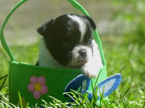 Chihuahua 1100 91650 Breuillet