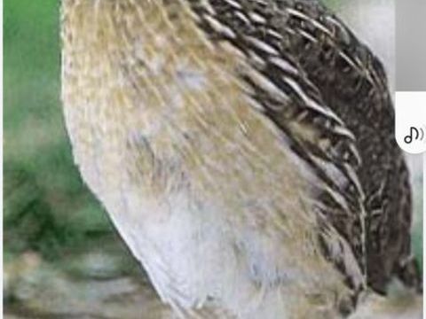Cailles M&acirc;les 3 50490 Saint-sauveur-lendelin