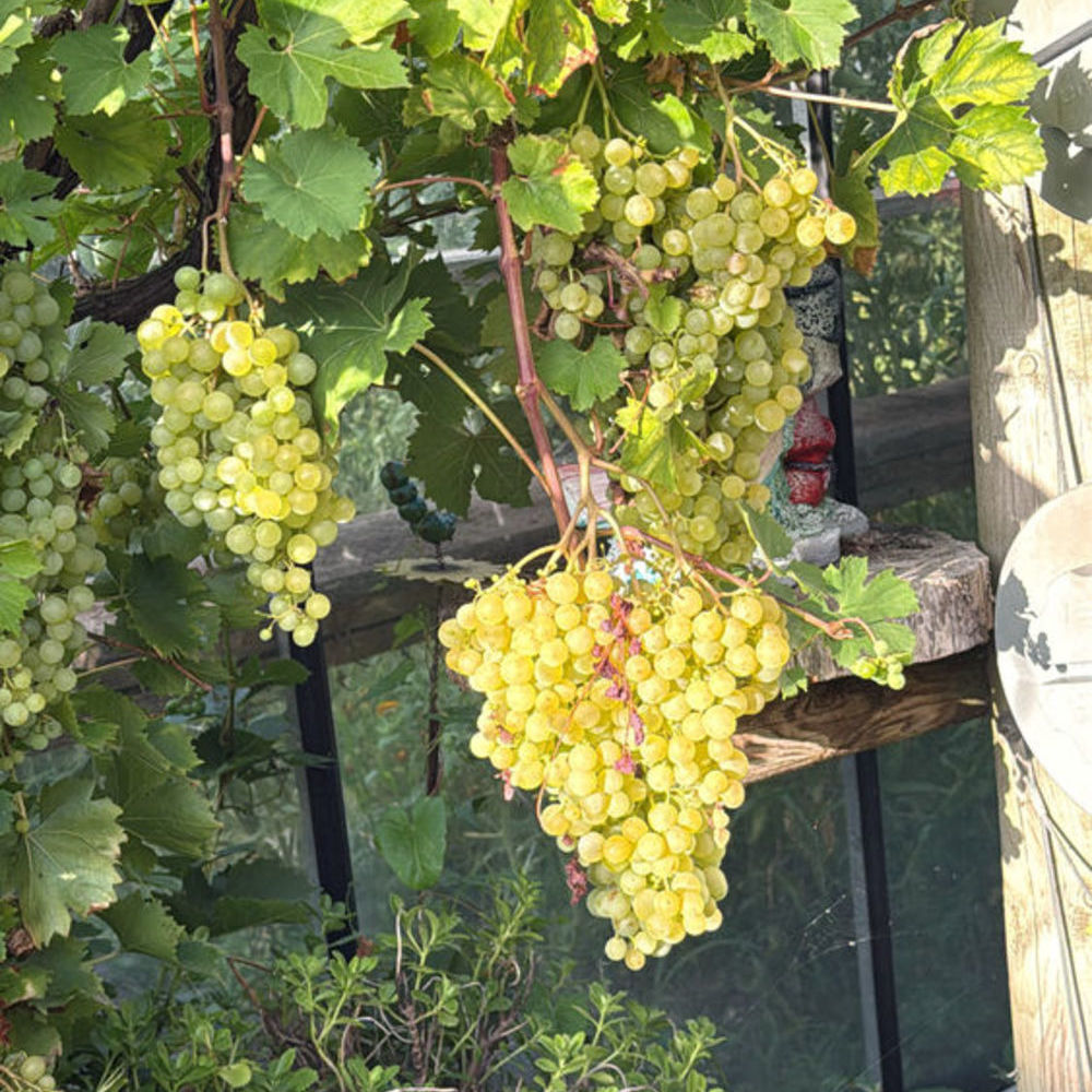 Poids de vignes Jardin
