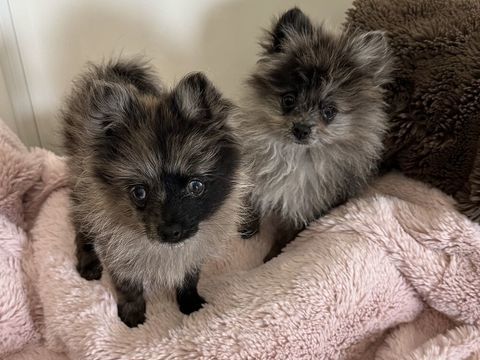 Femelle Spitz bleu, merle 1250 22000 Saint-brieuc