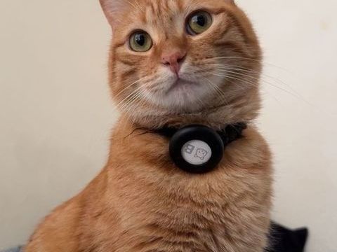 Don chat (Bubulle cherche une nouvelle famille) 0 59000 Lille