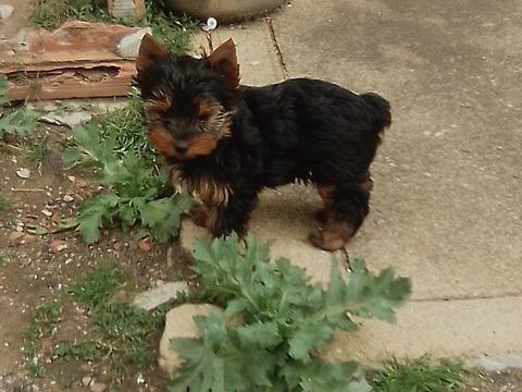 YORK 800 16230 Sainte-colombe