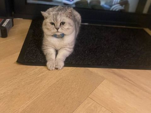 1 chaton British Shorthair n&eacute;s le 24 aout 2024. 1350 93600 Aulnay-sous-bois