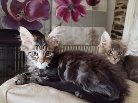 Maine Coon loof 900 56140 Tréal