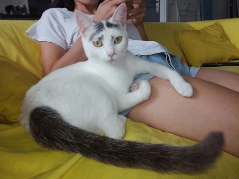 Nessy, europ&eacute;enne blanche et grise, 3 ans 150 75017 Paris