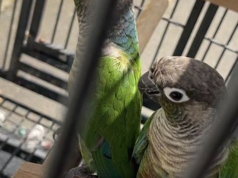 Magnifique couple de Conures &agrave; joues vertes (Pyrrhura Molina 200 95800 Cergy