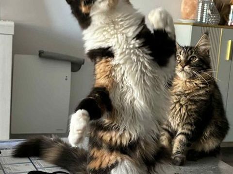 Superbe femelle maine coon loof 1500 51100 Reims