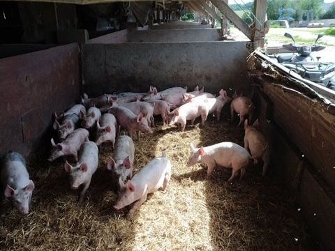  porcelets Bio 11/12kgs 90 86260 La puye