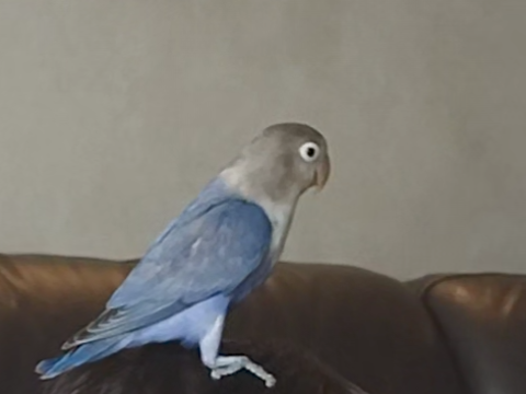 Inséparable bleu 0 91310 Montlhry