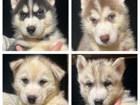 Chiots husky LOF 1100 44410 Herbignac