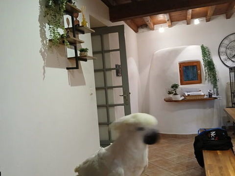 cede cacatoes alba 1500 01140 Thoissey