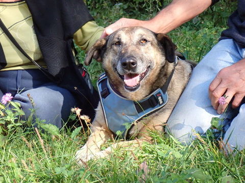 Earley à l'adoption 300 53000 Laval