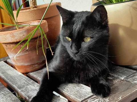 Perth 190 44000 Nantes