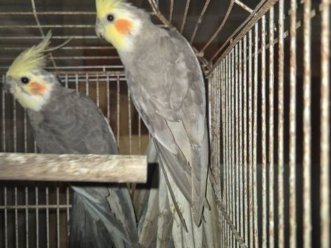  calopsitte
20 35370 Saint-germain-du-pinel