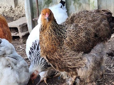 Poule brahma 30 56190 Le guerno