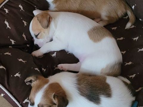 Femelles chihuahua 1300 01560 Saint-nizier-le-bouchoux