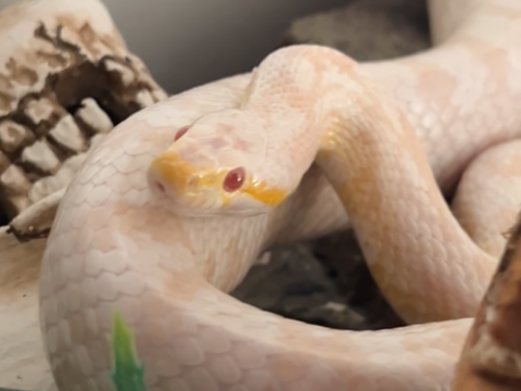 Serpent des bl&eacute;s+terrarium 0 77500 Chelles