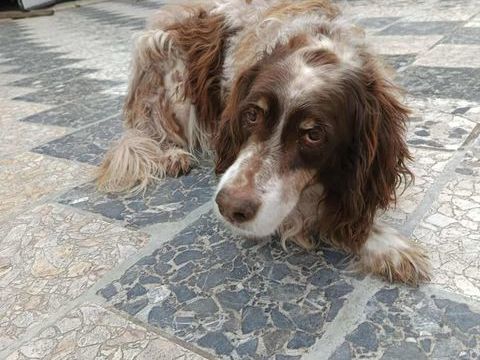 Chien JACKOU &agrave; l adoption 100 13660 Orgon