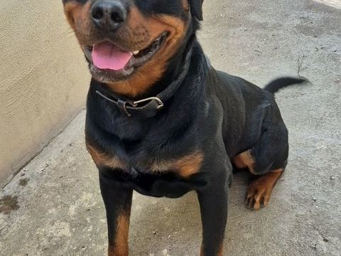BROSSARD, rottweiler, 2 ans 220 34500 Béziers