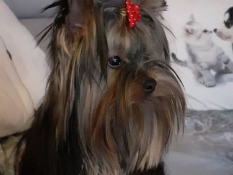 saillie Yorkshire terrier toy 300 89340 Villeneuve-la-guyard