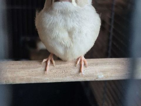 Mandarins 5 44150 Ancenis