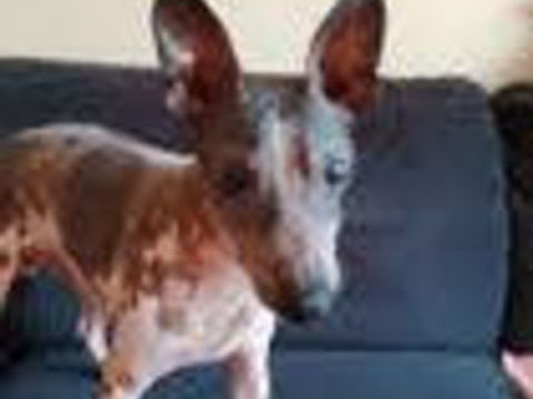 Recherche femelle nue AHT am&eacute;ricaine hairless terrier 0 66000 Perpignan