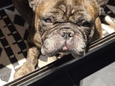 Donne bouledogue Fran&ccedil;ais 0 85200 Fontenay-le-comte