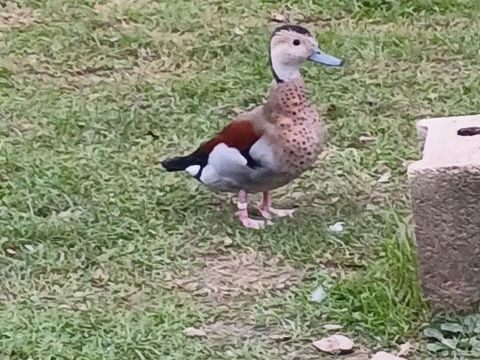  Sarcelle &agrave; collier femelle 0 31410 Longages