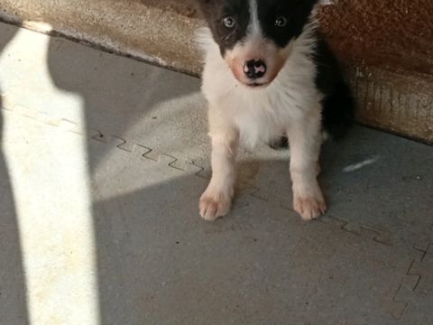Donne Chiots Border Collie 0 34070 Montpellier