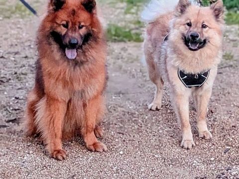eurasier a r&eacute;server 0 84000 Avignon