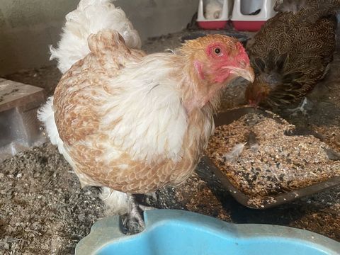 Poule d'ornement Brahma 35 85170 Belleville-sur-vie