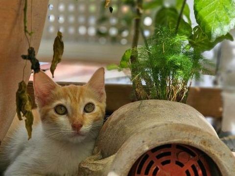 🐾Bennington, femelle X europ&eacute;en n&eacute;e le 05/09/2025 🐱 200 92000 Nanterre