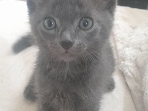Magnifique chaton type bleu russe 0 75013 Paris