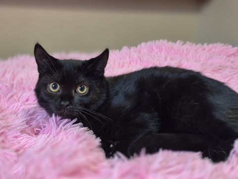 ARCHIBALD 180 60000 Beauvais